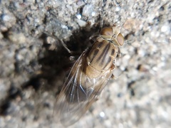 Brachyopa vacua
