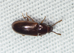 Pharaxonotha kirschii