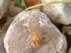 Phytocoris miridioides