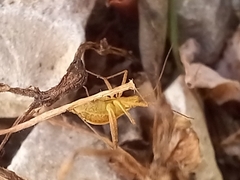 Phytocoris miridioides