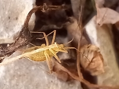 Phytocoris miridioides