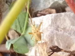 Phytocoris miridioides
