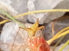 Phytocoris miridioides