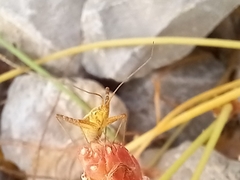 Phytocoris miridioides