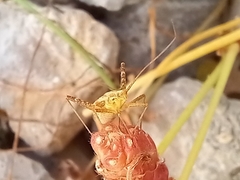 Phytocoris miridioides