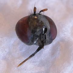 Platycheirus trichopus