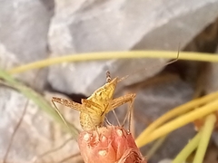 Phytocoris miridioides