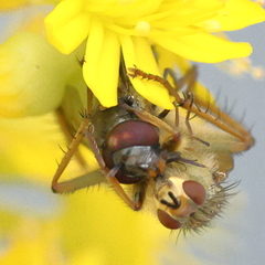 Platycheirus trichopus