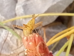 Phytocoris miridioides