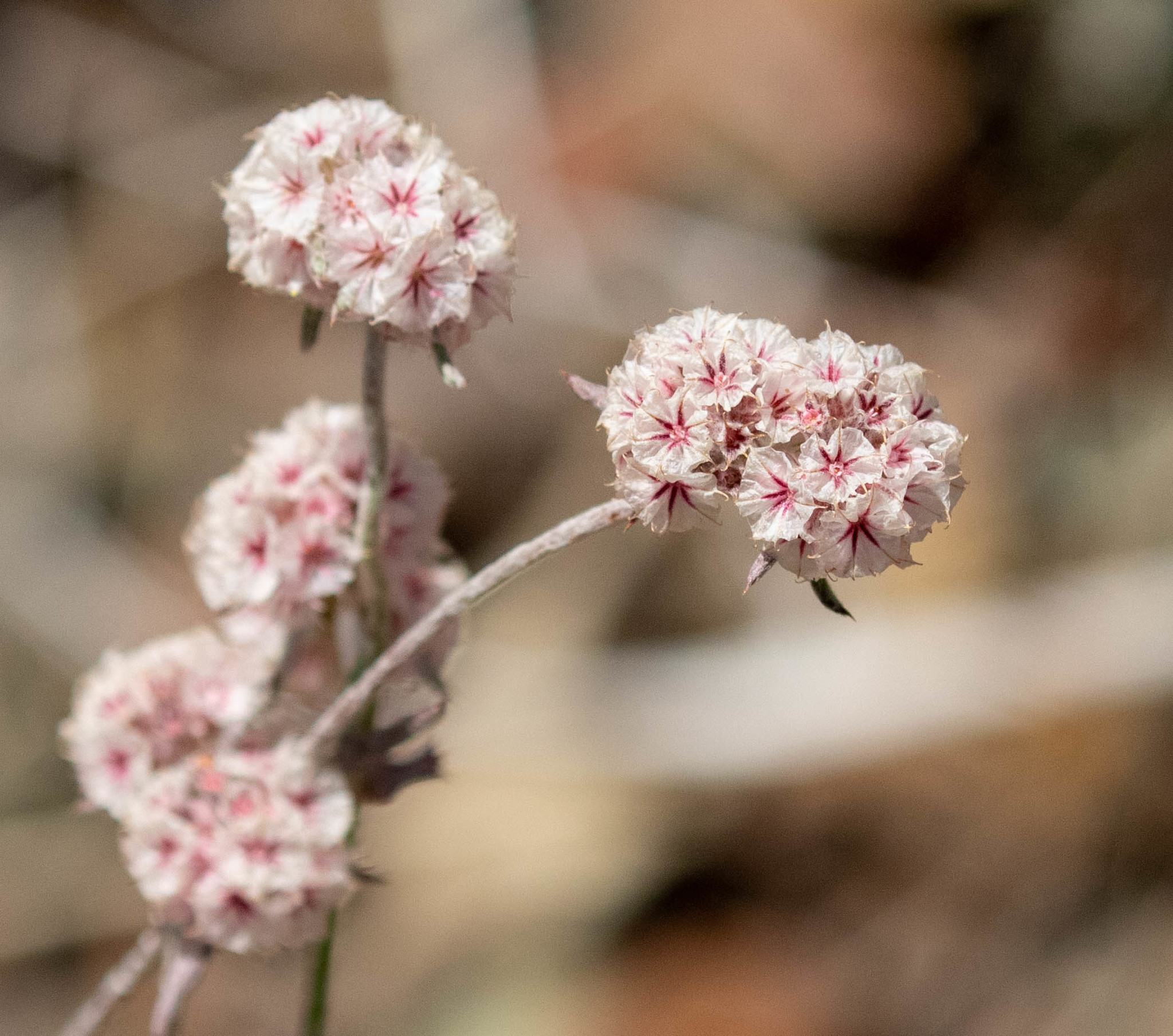 Chorizanthe membranacea
