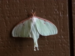 Actias luna