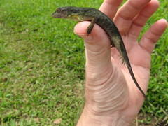 Anolis punctatus boulengeri