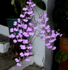 Comparettia macroplectron