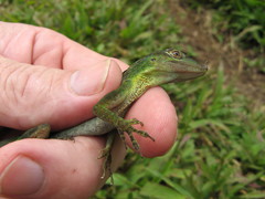 Anolis punctatus boulengeri