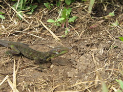 Anolis punctatus boulengeri
