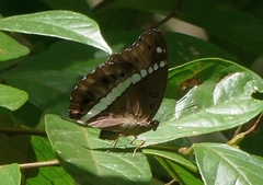 Bassarona teuta