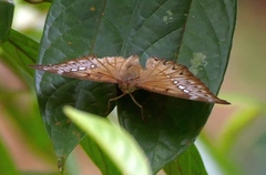 Bassarona teuta