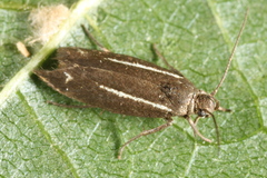 Scythris knochella