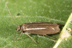 Scythris knochella