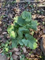 Arum cylindraceum