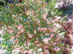 Baccharis heterophylla