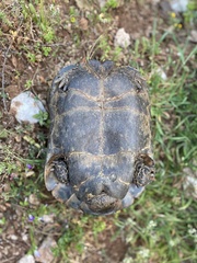Testudo graeca ibera