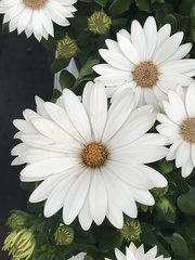 Asteraceae