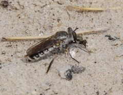 Laphystia