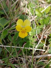 Viola tricolor curtisii