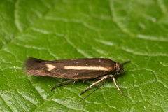 Scythris knochella