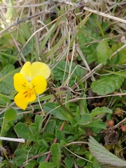 Viola tricolor curtisii
