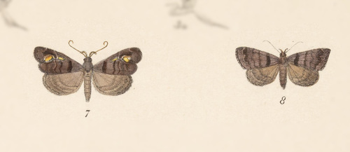 Lascoria anxa