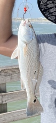 Sciaenops