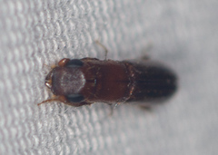 Platypodinae
