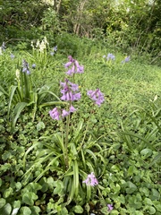 Hyacinthoides
