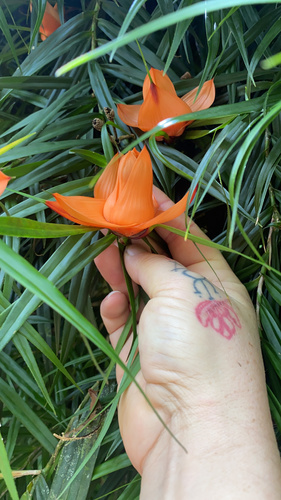 Freycinetia cumingiana observed 2022-02-02
