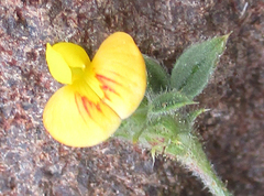 Stylosanthes fruticosa