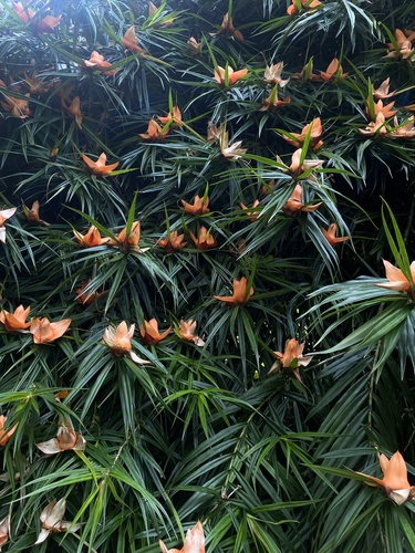 Freycinetia cumingiana