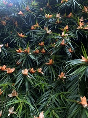 Freycinetia cumingiana