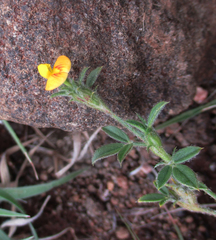 Stylosanthes fruticosa