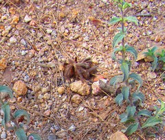 Aphonopelma caniceps
