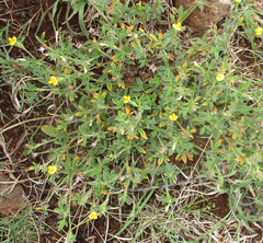 Stylosanthes fruticosa