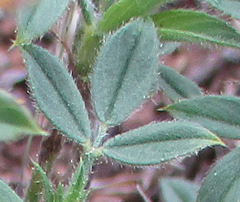 Stylosanthes fruticosa