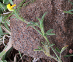 Stylosanthes fruticosa