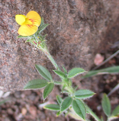 Stylosanthes fruticosa