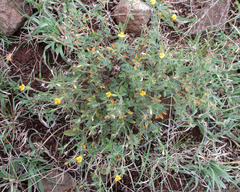 Stylosanthes fruticosa