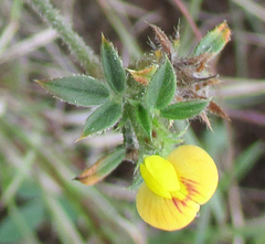 Stylosanthes fruticosa