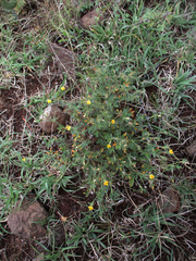 Stylosanthes fruticosa