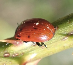 Gonioctena viminalis