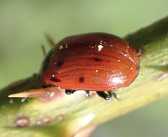 Gonioctena viminalis